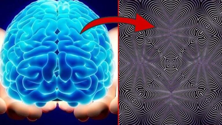 beynin sağ ve sol lobu