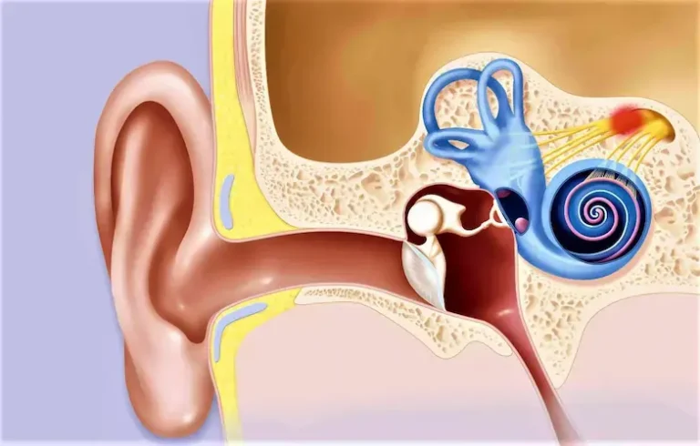 Vestibüler Test Nedir?
